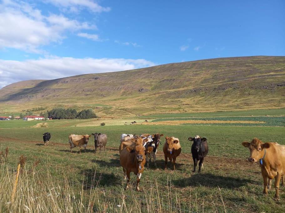 Appartamento Þorsmoerk Farm 12 Min From Akureyri Svalbarthseyri Esterno foto